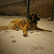 Rio a rejoint le concours — aidez-le/la à gagner de superbes lots ! dog, snow, paw_prints, night, outdoor, animal, fur, large_dog, quiet, winter, cold, dusting, resting, muzzle, tail, ground, rustic_wall, calm, canine, furry