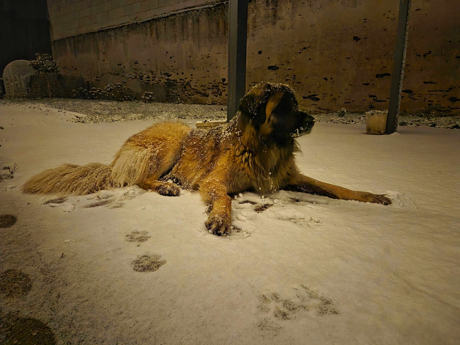 Rio a rejoint le concours — aidez-le/la à gagner de superbes lots ! dog, snow, paw_prints, night, outdoor, animal, fur, large_dog, quiet, winter, cold, dusting, resting, muzzle, tail, ground, rustic_wall, calm, canine, furry