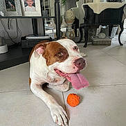 Kiara participe au concours pour gagner de l'argent avec cette photo : dog, brown_and_white, pit_bull, lying_down, happy, smiling, open_mouth, tongue, orange_ball, toy, indoor, living_room, tile_floor, furniture, plant, framed_photo, home_decor, portrait, pet, natural_light