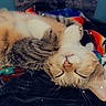 Mister Man is registered to the contest to win money with this photo: animal, blanket, cat, colorful, cozy, cute, feline, fur, indoor, nose, pattern, paw, pet, relaxed, resting, sleeping, soft, sparkles, tabby, whiskers