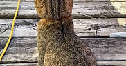 Mister Man joined the competition — help win amazing prizes! animal, back_view, cat, daylight, feline, fur, nature, outdoor, peaceful, pet, quiet, rustic, shadow, sitting, striped, sunlight, tabby_cat, texture, wooden_deck, yellow_cable