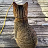 animal, back_view, cat, daylight, feline, fur, nature, outdoor, peaceful, pet, quiet, rustic, shadow, sitting, striped, sunlight, tabby_cat, texture, wooden_deck, yellow_cable