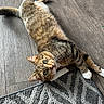 Mister Man joined the competition — help win amazing prizes! animal, cat, cozy, curious, cute, domestic_animal, feline, flooring, fur, green_eyes, indoor, lying_down, paws, pet, relaxed, rug, striped, tabby, whiskers, wooden_floor