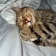 Mister Man is registered to the contest to win money with this photo: animal, bed, blanket, cat, closeup, cozy, cute, domestic, feline, fur, indoor, nap, pet, relaxed, resting, sleeping, soft, tabby, warm, whiskers