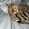 animal, bed, blanket, cat, closeup, cozy, cute, domestic, feline, fur, indoor, nap, pet, relaxed, resting, sleeping, soft, tabby, warm, whiskers