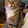 animal_face, background_blur, bed, blanket, cat, close_up, cozy, curious, domestic_animal, feline, fur, green_eyes, household, indoor, pet, portrait, sitting, soft_light, tabby_cat, whiskers