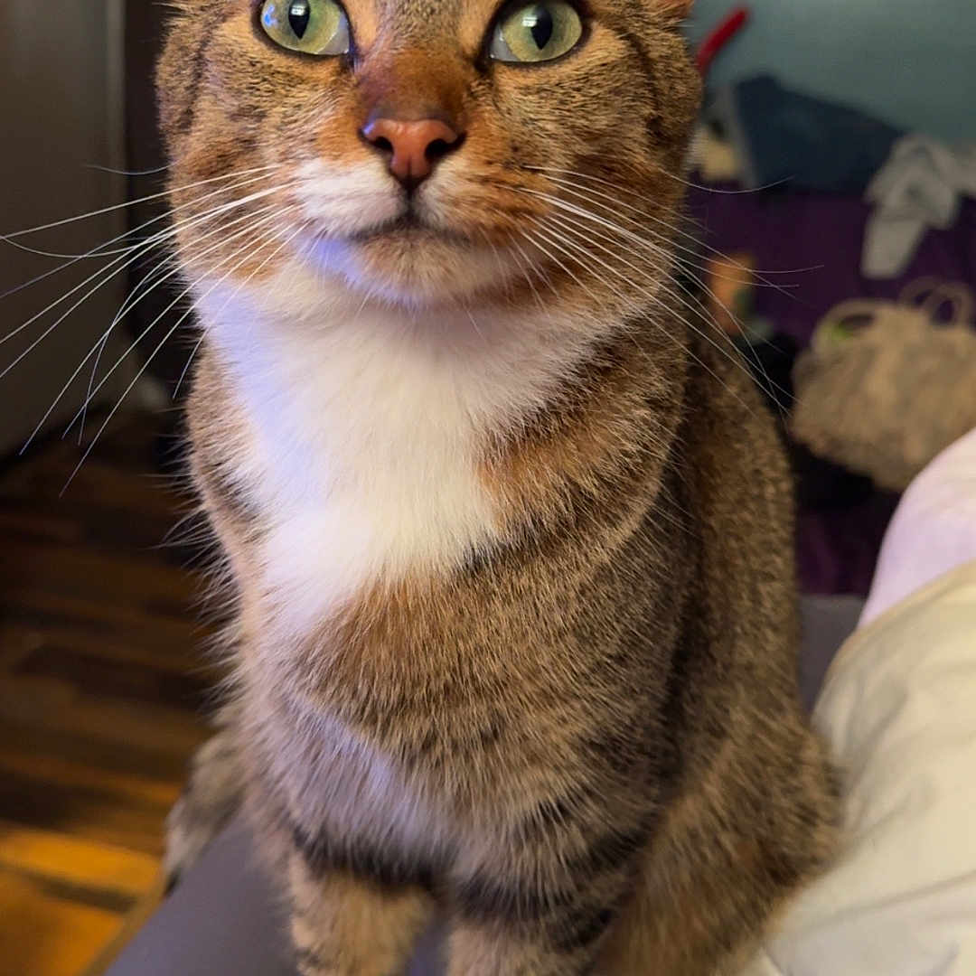 Mister Man