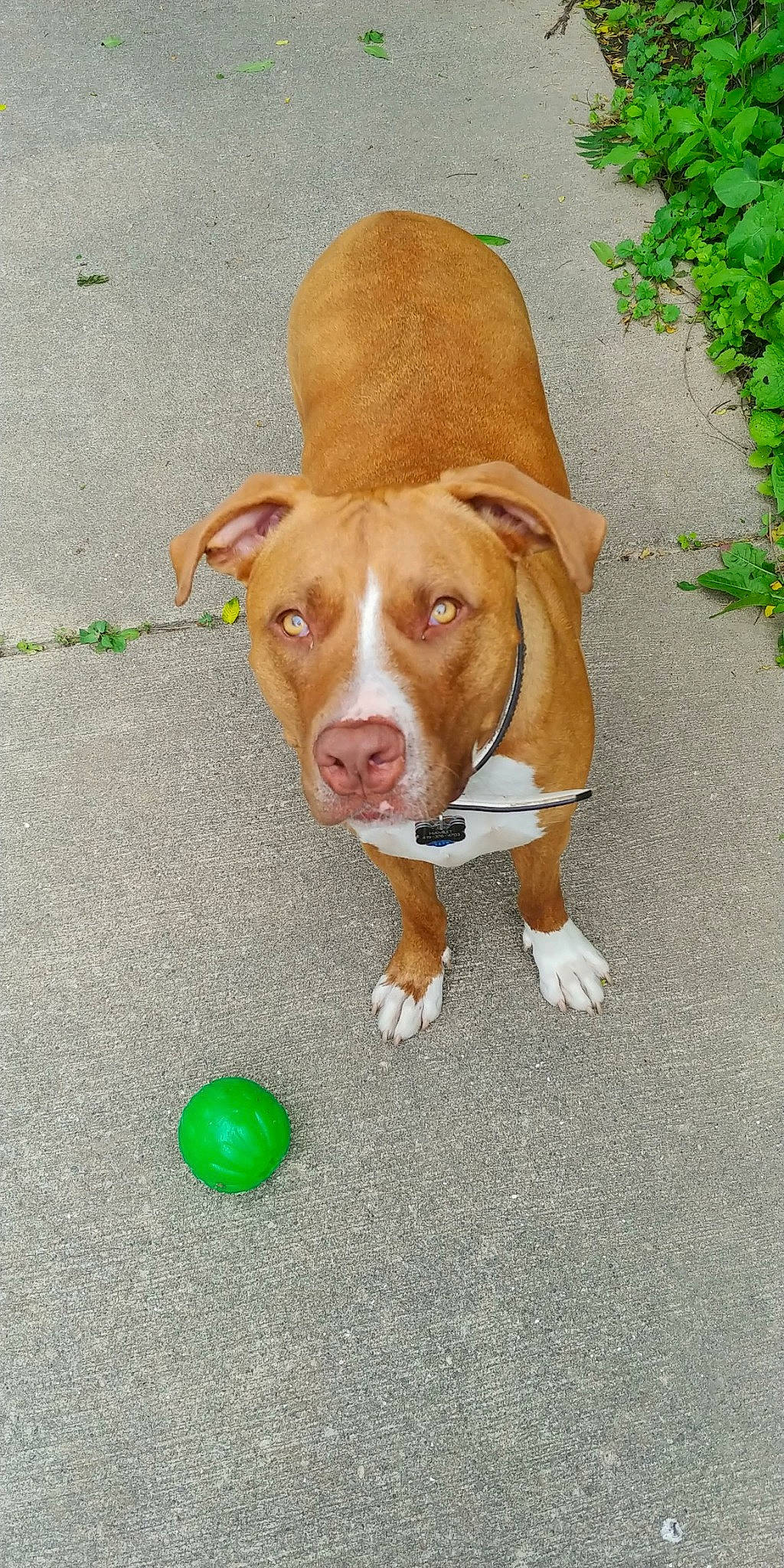 Hamlet joined the competition — help win amazing prizes! ball, canidae, carnivore, companion_dog, dog, dog_breed, dog_supply, fawn, flooring, liver, pet_supply, snout, sporting_group, working_animal