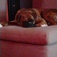 King Mufasa is registered to the contest to win money with this photo: dog, brindle, sleeping_dog, couch, sofa, pet, indoor, paw, head, muzzle, furniture, relaxed, nap, domestic_animal, upholstery, living_room, blurred, low_light, cozy, resting