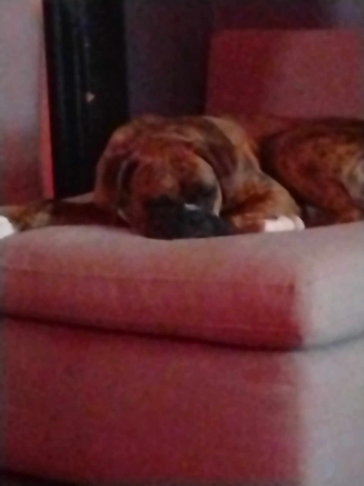 King Mufasa is registered to the contest to win money with this photo: dog, brindle, sleeping_dog, couch, sofa, pet, indoor, paw, head, muzzle, furniture, relaxed, nap, domestic_animal, upholstery, living_room, blurred, low_light, cozy, resting