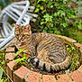 cat, tabby_cat, animal, pet, outdoor, plant, brick_planter, greenery, grass, leaf, nature, fur, tail, whiskers, garden_chair, relaxed, resting, mammal, stripes, closeup
