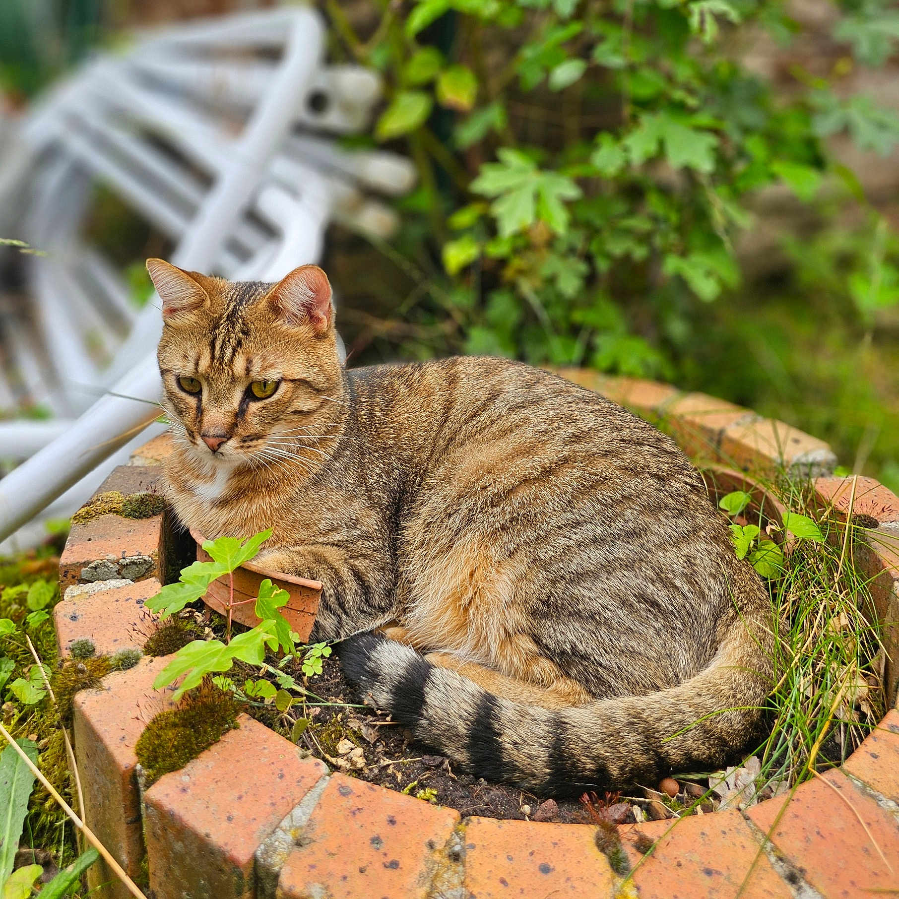 Fletcher participe au concours pour gagner de l'argent avec cette photo : animal, brick_planter, cat, closeup, fur, garden_chair, grass, greenery, leaf, mammal, nature, outdoor, pet, plant, relaxed, resting, stripes, tabby_cat, tail, whiskers