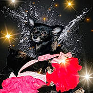 Angel joined the competition — help win amazing prizes! dog, black_dog, tutu, red_tutu, water_splash, sparkle, star_effects, dance, costume, pet, animal, portrait, black_background, motion, playful, cute, small_dog, fur, ears, expression