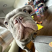 Jada is registered to the contest to win money with this photo: dog, french_bulldog, close_up, indoor, wooden_floor, toy, pet, curious, wrinkles, nose, face, ears, eyes, floor, clothing, drawer, furniture, home, animal, cute