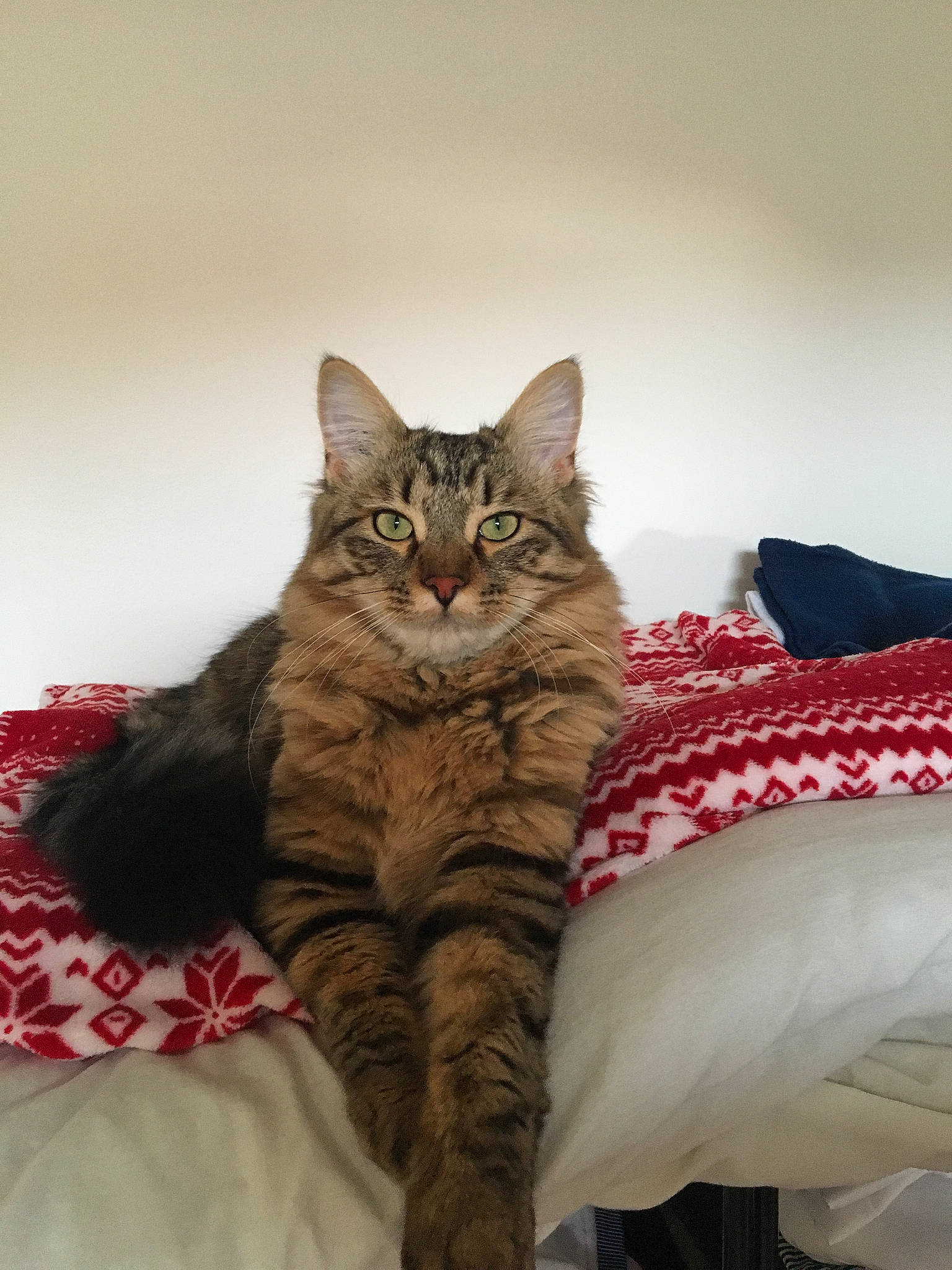 Pattenrond a rejoint le concours — aidez-le/la à gagner de superbes lots ! carnivoran, cat, cat_like_mammal, domestic_short_haired_cat, dragon_li, european_shorthair, fur, mammal, small_to_medium_sized_cats, tabby_cat, vertebrate, whiskers