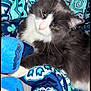 Clyde is registered to the contest to win money with this photo: cat, gray_cat, white_fur, fluffy, blanket, patterned_blanket, blue, teal, indoor, cozy, slippers, blue_slippers, mustache_design, sleepy, pet, animal, whiskers, paw, resting, cute