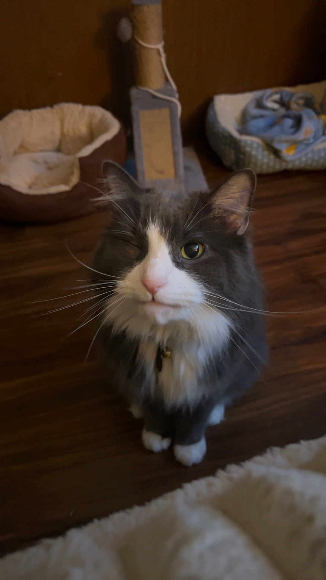 Clyde joined the competition — help win amazing prizes! cat, gray_cat, white_cat, winking, pet_bed, scratching_post, wooden_floor, indoor, feline, whiskers, cute, sitting, fluffy, domestic_cat, collar, curious, one_eye_closed, cozy, household, animal