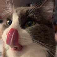 Clyde joined the competition — help win amazing prizes! cat, close_up, tongue_out, gray, white, whiskers, indoor, pet, feline, cute, fur, eyes, animal, mammal, domestic, nose, face, blurred_background, whisker, tongue
