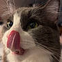cat, close_up, tongue_out, gray, white, whiskers, indoor, pet, feline, cute, fur, eyes, animal, mammal, domestic, nose, face, blurred_background, whisker, tongue