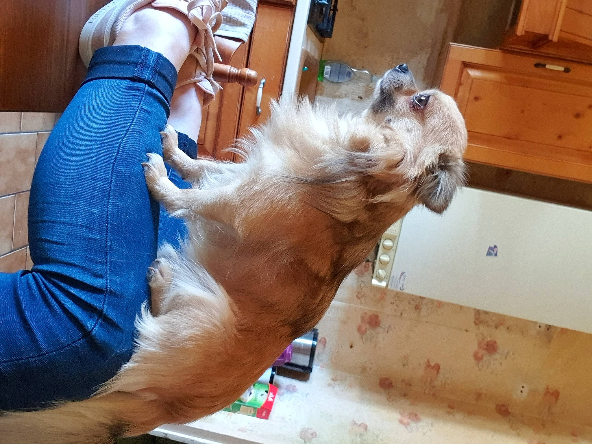 Nemo a rejoint le concours — aidez-le/la à gagner de superbes lots ! canidae, carnivore, companion_dog, dog, dog_breed, fawn, setter, sporting_group