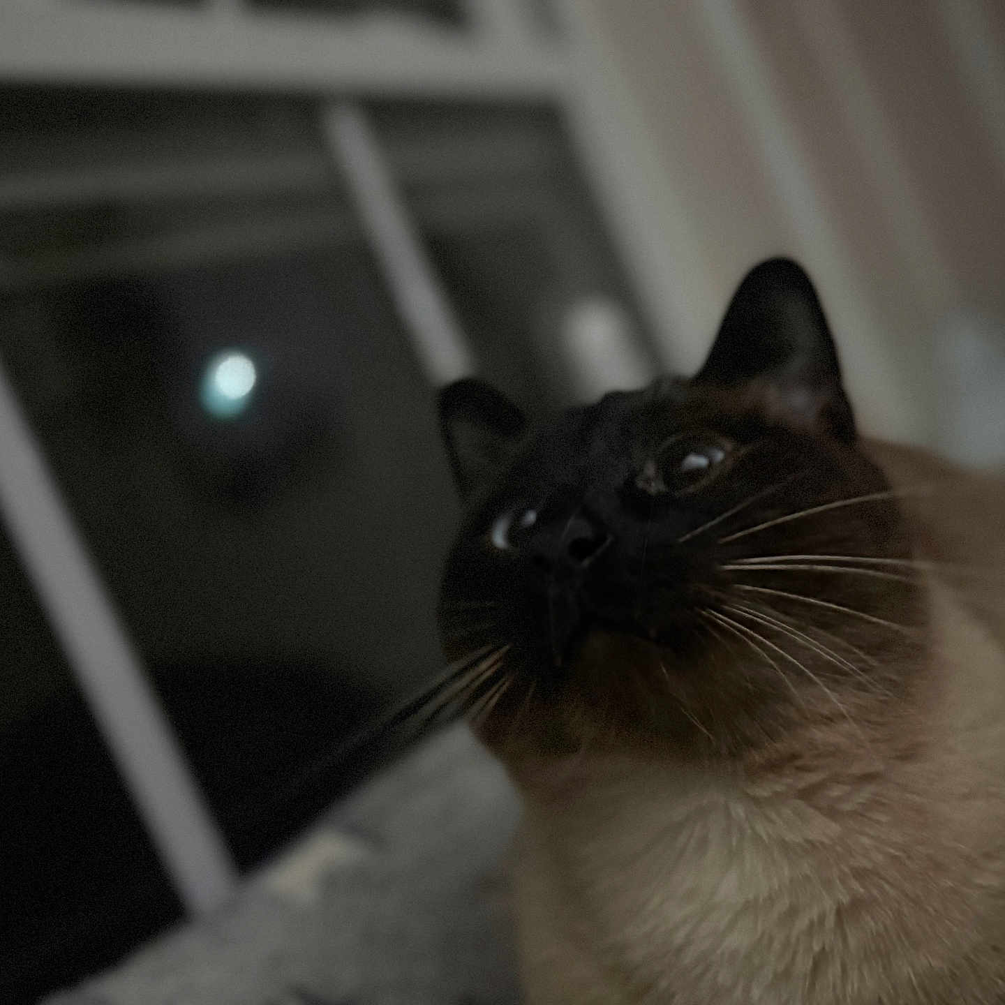 Tofu