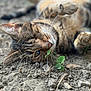 Milton participe au concours pour gagner de l'argent avec cette photo : cat, tabby, animal, outdoor, ground, plant, fur, whiskers, nose, eye, relaxing, nature, closeup, laying, curious, sleepy, pet, mammal, wildlife, texture