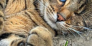 Milton participe au concours pour gagner de l'argent avec cette photo : cat, tabby, paw, whiskers, close_up, outdoor, ground, rocks, eye, fur, relaxed, animal, pet, nature, mammal, cute, soft, sleepy, wildlife, playful