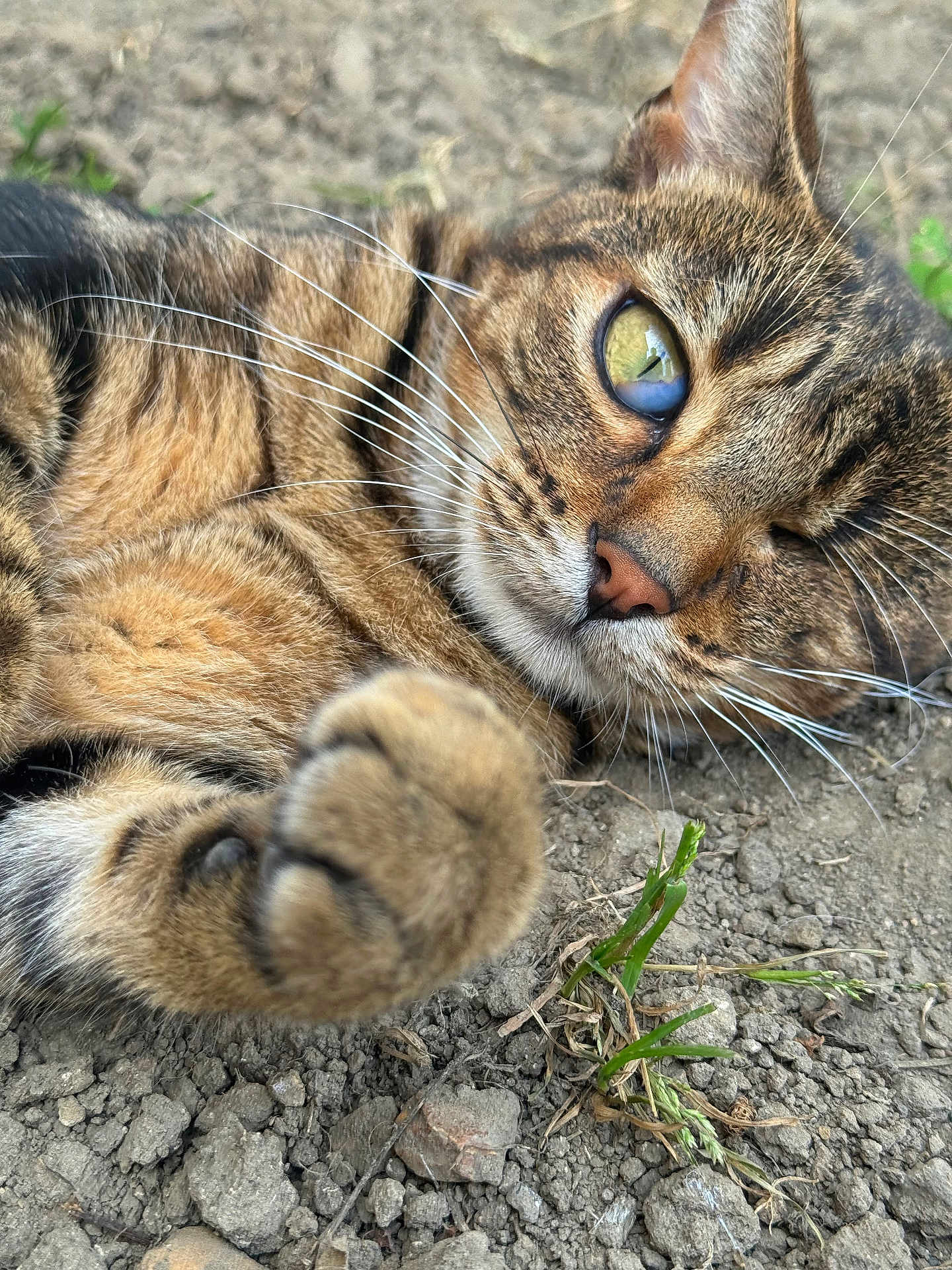 Milton participe au concours pour gagner de l'argent avec cette photo : cat, tabby, paw, whiskers, close_up, outdoor, ground, rocks, eye, fur, relaxed, animal, pet, nature, mammal, cute, soft, sleepy, wildlife, playful