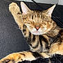 Milton a rejoint le concours — aidez-le/la à gagner de superbes lots ! cat, tabby, sleeping, stretching, paw, fur, whiskers, indoor, sofa, couch, furniture, cozy, relaxed, domestic_animal, pet, mammal, closeup, resting, feline, home