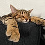 tabby_cat, sleeping, paws, close_up, feline, pet, cozy, resting, indoor, animal, cute, whiskers, fur, relaxed, mammal, soft_texture, black_blanket, peaceful, domestic_cat, nap