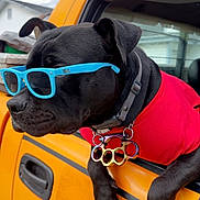 Flashlight joined the competition — help win amazing prizes! dog, black_dog, sunglasses, blue_sunglasses, red_shirt, vehicle, yellow_vehicle, window, collar, accessory, knuckle_duster, paw, outdoor, daylight, pet, animal, road_trip, cool, cute, fashion