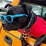 dog, black_dog, sunglasses, blue_sunglasses, red_shirt, vehicle, yellow_vehicle, window, collar, accessory, knuckle_duster, paw, outdoor, daylight, pet, animal, road_trip, cool, cute, fashion