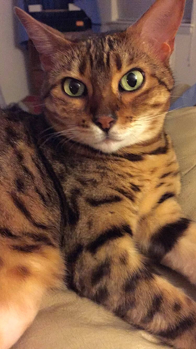 Keiko joined the competition — help win amazing prizes! carnivore, cat, comfort, domestic_short_haired_cat, eye, felidae, foot, fur, head, paw, sitting, small_to_medium_sized_cats, snout, tail, terrestrial_animal, whiskers, wildlife