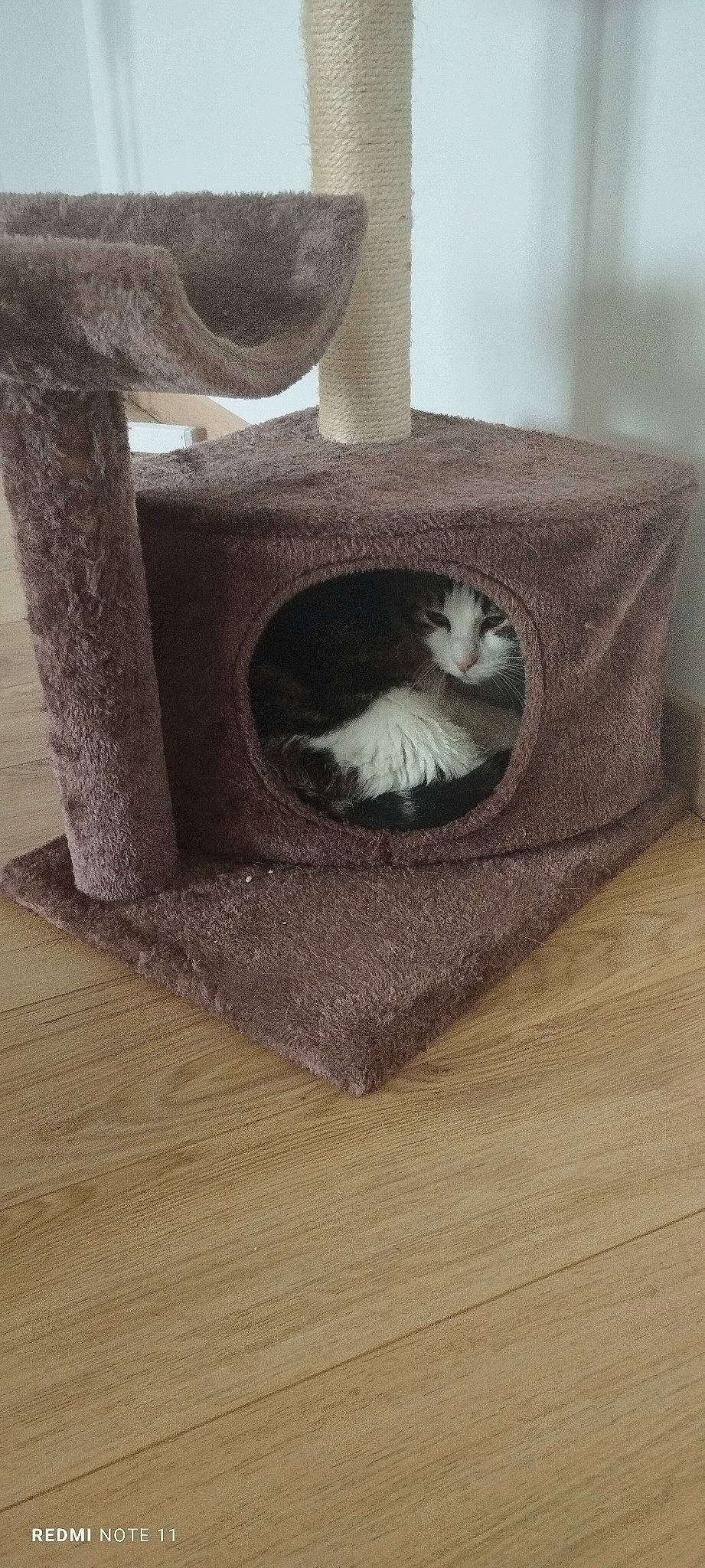 Zlatan a rejoint le concours — aidez-le/la à gagner de superbes lots ! basket, box, brown, cardboard, carnivore, cat, cat_bed, cat_supply, comfort, domestic_short_haired_cat, fawn, felidae, flooring, grey, hardwood, pet_supply, small_to_medium_sized_cats, tail, whiskers, wood