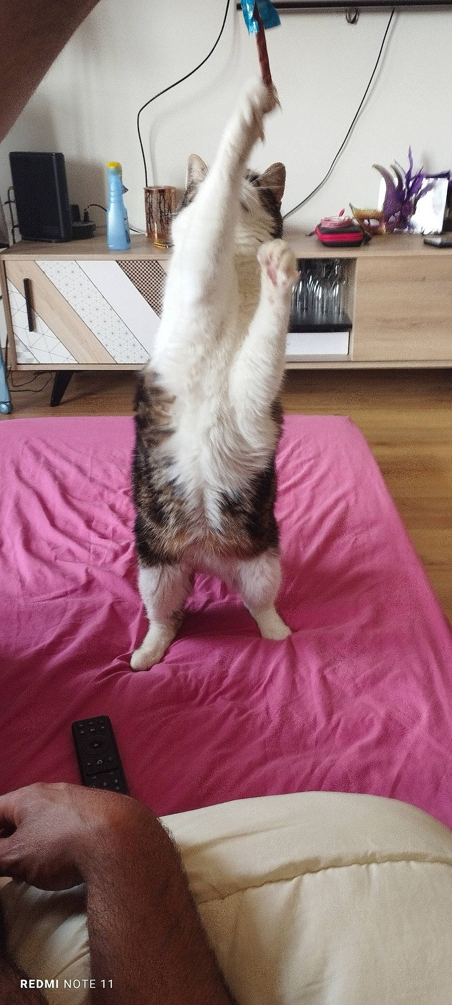 Zlatan participe au concours pour gagner de l'argent avec cette photo : carnivore, cat, comfort, companion_dog, dog_breed, felidae, finger, flooring, foot, fur, hardwood, human_leg, lap, nail, plant, room, small_to_medium_sized_cats, tail, textile, whiskers