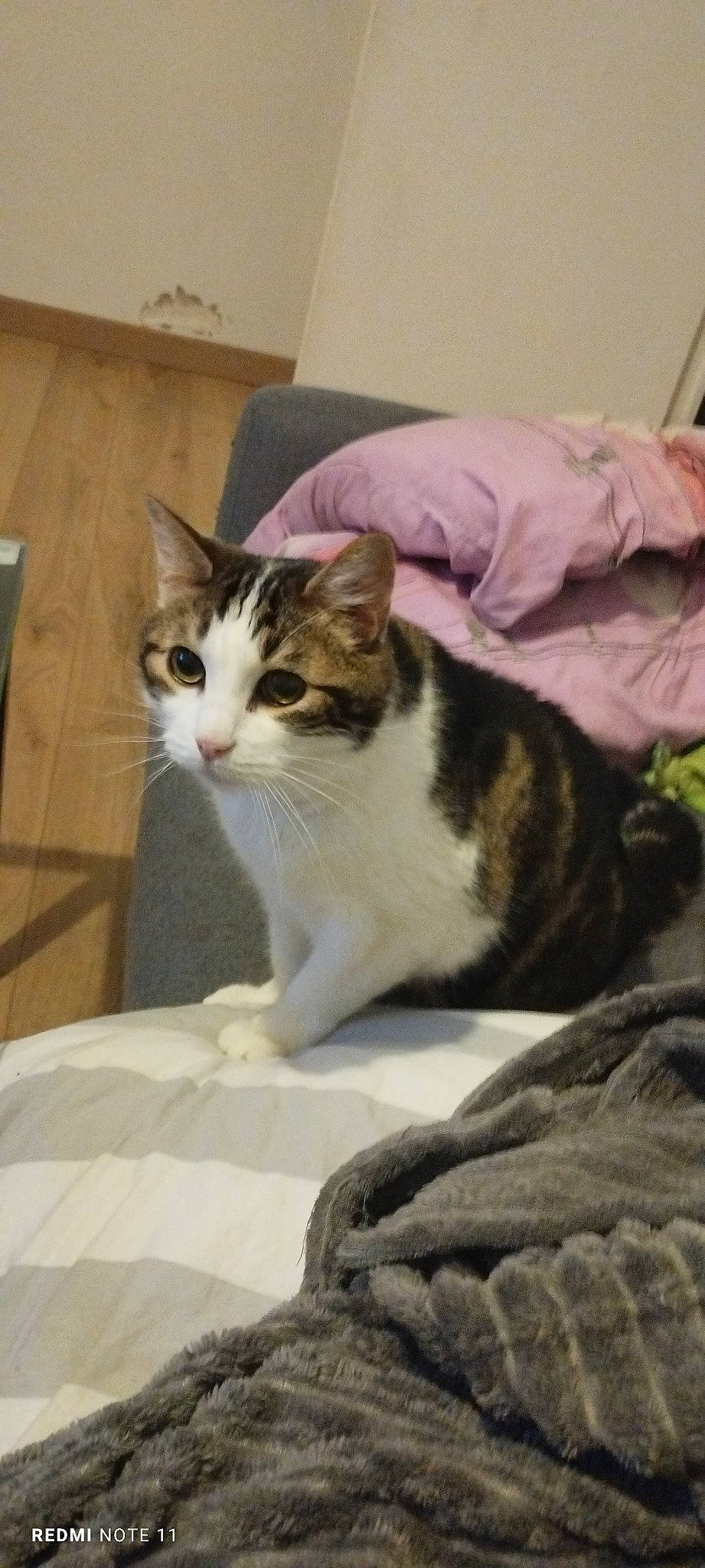 Zlatan a rejoint le concours — aidez-le/la à gagner de superbes lots ! carnivore, cat, comfort, domestic_short_haired_cat, felidae, fur, small_to_medium_sized_cats, whiskers