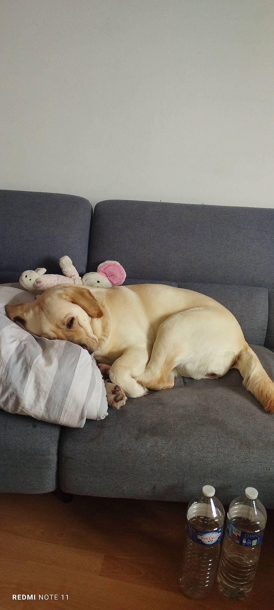 Skara participe au concours pour gagner de l'argent avec cette photo : carnivore, comfort, companion_dog, couch, dog, dog_breed, dog_supply, fawn, felidae, fur, linens, liver, paw, small_to_medium_sized_cats, snout, studio_couch, tail, toy_dog, whiskers, working_animal