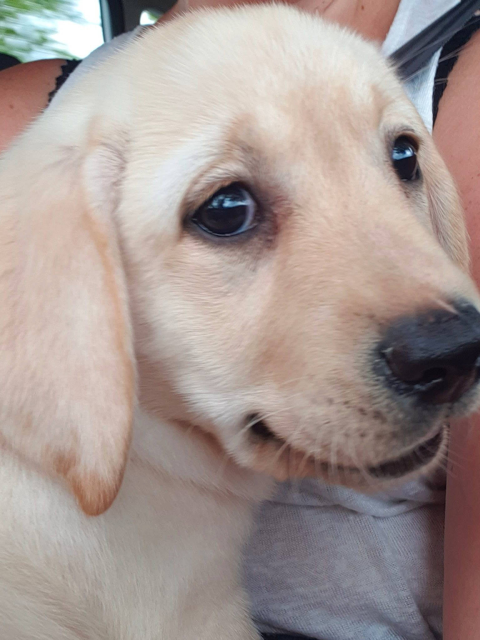 Skara participe au concours pour gagner de l'argent avec cette photo : canidae, carnivore, collar, companion_dog, dog, dog_breed, dog_collar, ear, fawn, fur, labrador_retriever, non_sporting_group, pet_supply, puppy, retriever, selfie, snout, sporting_group, whiskers, working_animal