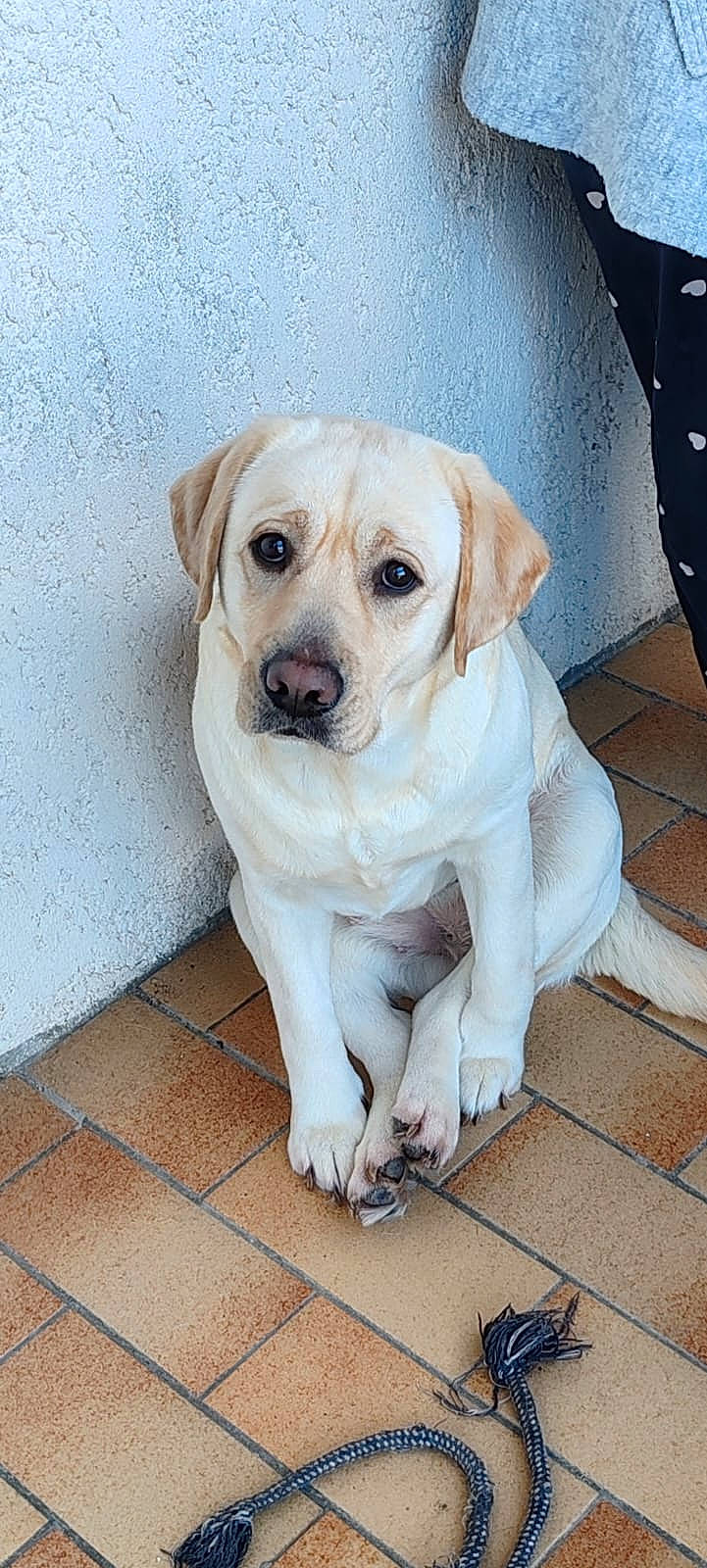 Skara participe au concours pour gagner de l'argent avec cette photo : canidae, carnivore, companion_dog, dog, dog_breed, eye, fawn, firefighter, fur, snout, sporting_group, whiskers, working_animal