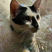 Gurt is registered to the contest to win money with this photo: cat, black_and_white, animal, pet, fur, whiskers, ears, eyes, curious, closeup, sparkle, shiny, iridescent, texture, indoor, collar, portrait, cute, feline, glitter