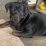Bruno joined the competition — help win amazing prizes! dog, black_dog, brown_markings, carpet, wooden_floor, indoor, pet, relaxed, lying_down, animal, home_interior, books, stack_of_books, decor, golden_duck, furniture, flooring, companion, domestic_animal, cute