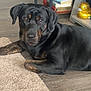 dog, black_dog, brown_markings, carpet, wooden_floor, indoor, pet, relaxed, lying_down, animal, home_interior, books, stack_of_books, decor, golden_duck, furniture, flooring, companion, domestic_animal, cute