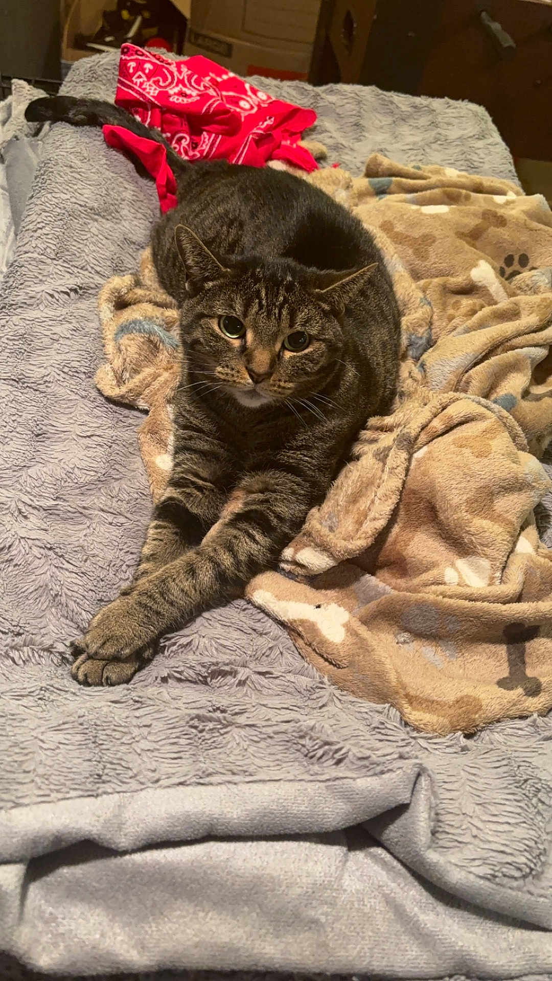 Tinker Bell is registered to the contest to win money with this photo: cat, tabby_cat, pet, animal, feline, bed, blanket, soft_texture, indoor, resting, cute, fur, whiskers, paws, relaxed, cozy, domestic, sleepy, striped, comfortable