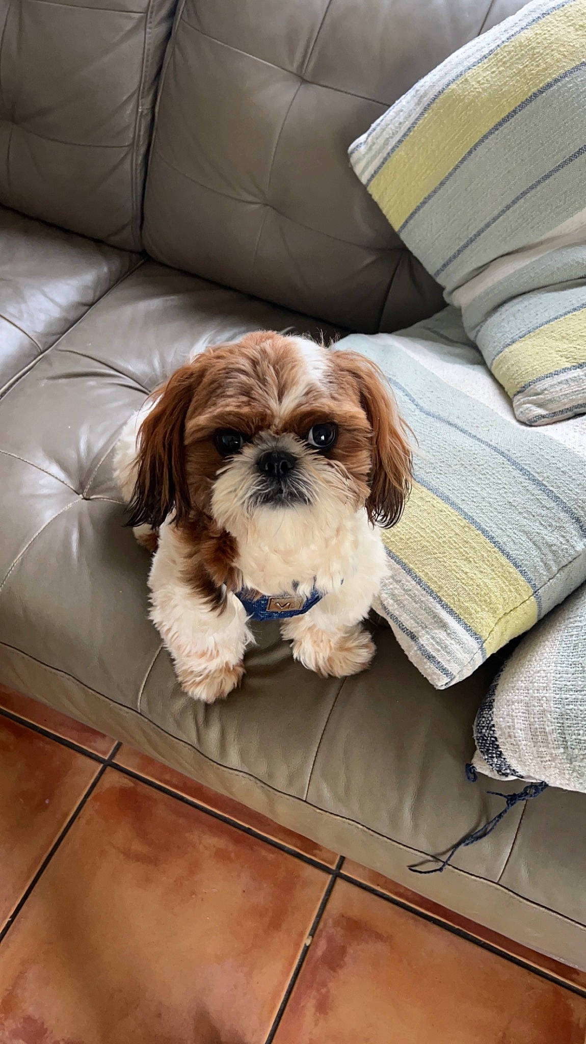 Truckee joined the competition — help win amazing prizes! canidae, carnivore, comfort, companion_dog, dog, dog_breed, dog_supply, fawn, flooring, fur, hardwood, liver, pet_supply, shih_tzu, small_terrier, snout, sporting_group, toy_dog, wood, working_animal