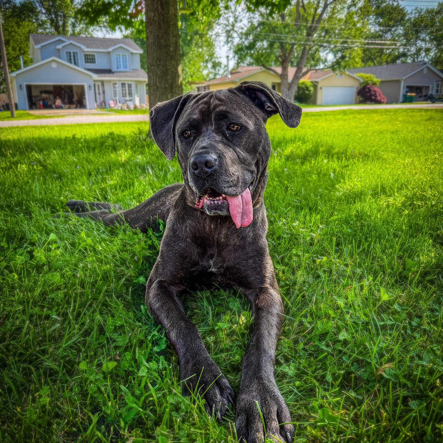 Envy joined the competition — help win amazing prizes! animal, canine, daytime, dog, grass, greenery, house, large_dog, mammal, nature, outdoor, pet, playful, relaxed, shade, suburban, sunny, tongue_out, tree, yard