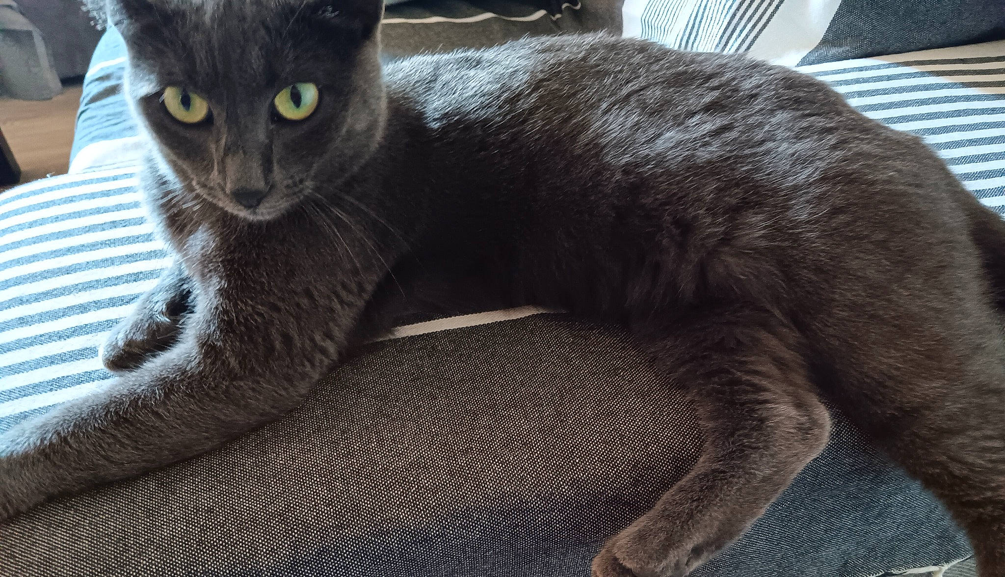 Minouche a rejoint le concours — aidez-le/la à gagner de superbes lots ! black_cat, carnivore, cat, comfort, domestic_short_haired_cat, eye, felidae, fur, grey, havana_brown, russian_blue, sitting, small_to_medium_sized_cats, snout, tail, terrestrial_animal, whiskers, window