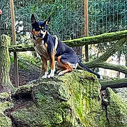 Elsie a rejoint le concours — aidez-le/la à gagner de superbes lots ! dog, canine, sitting, mossy_rock, rock, harness, forest, trees, wooden_fence, wire_fence, ears_up, alert, portrait, outdoor, nature, green, bark, trail, park, animal