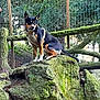 dog, canine, sitting, mossy_rock, rock, harness, forest, trees, wooden_fence, wire_fence, ears_up, alert, portrait, outdoor, nature, green, bark, trail, park, animal