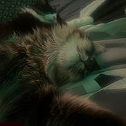 Leo is registered to the contest to win money with this photo: cat, sleeping, furry, closeup, blanket, cozy, resting, soft_focus, indoor, pet, mammal, cute, whiskers, fur, animal, relaxation, comfort, nap, domestic_cat, bed