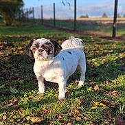 Pepito participe au concours pour gagner de l'argent avec cette photo : dog, small_dog, white_dog, black_ears, grass, leaves, outdoor, sunlight, fence, nature, pet, animal, portrait, standing, daylight, field, canine, fur, quiet, background_blur